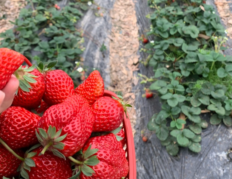 雲林採草莓 雲林採草莓