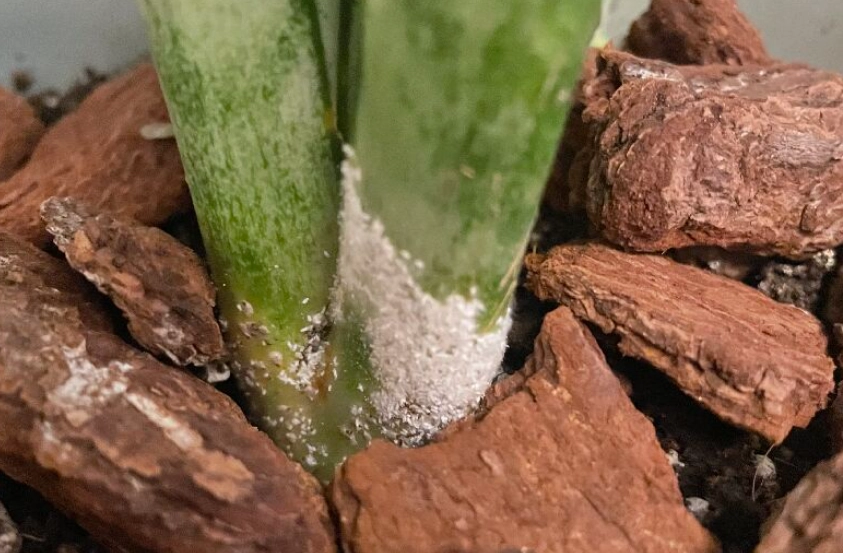 虎尾蘭蟲害處理