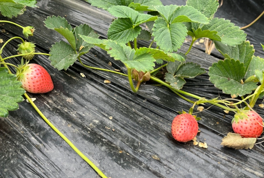 二崙草莓園 二崙草莓園