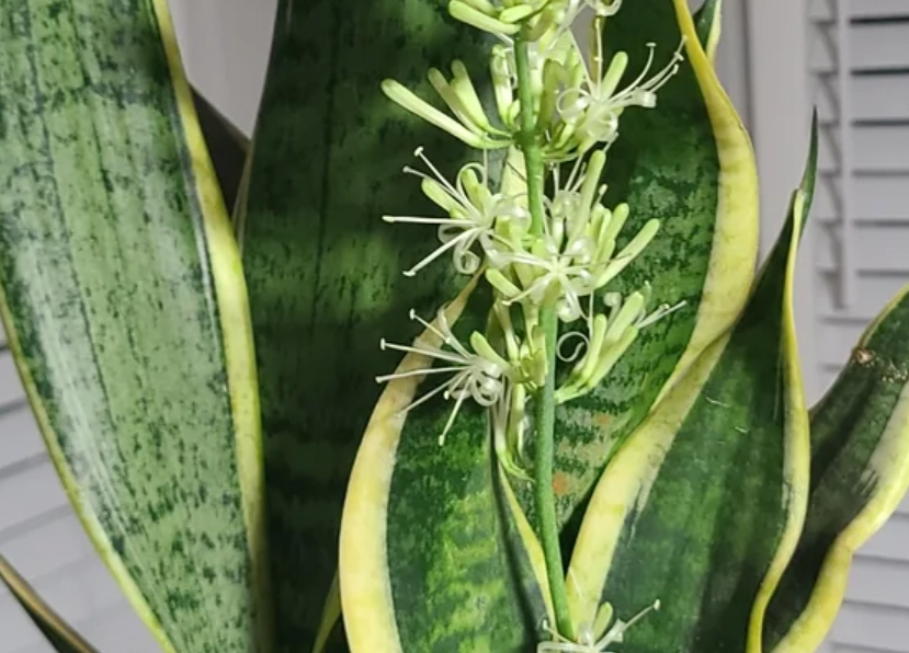 虎尾蘭開花徵兆