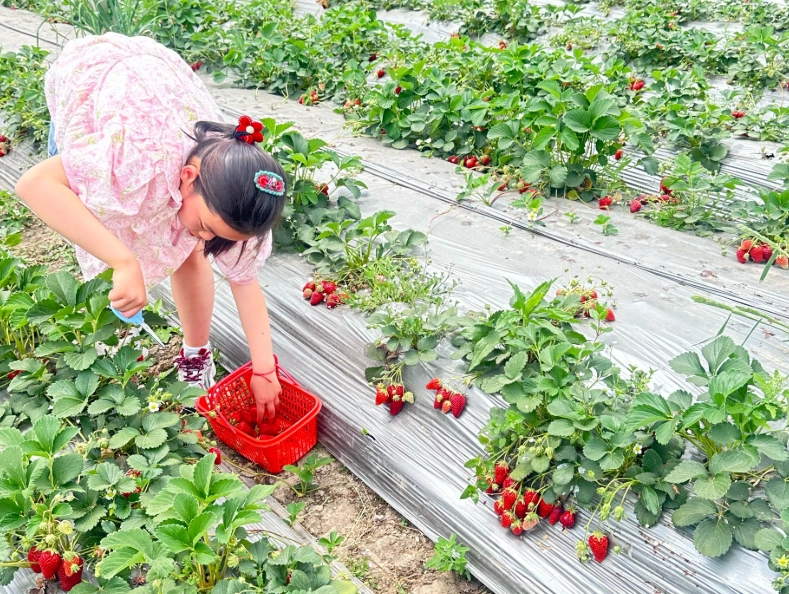 內灣草莓園 內灣草莓園