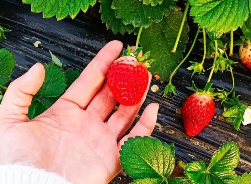 台北采草莓