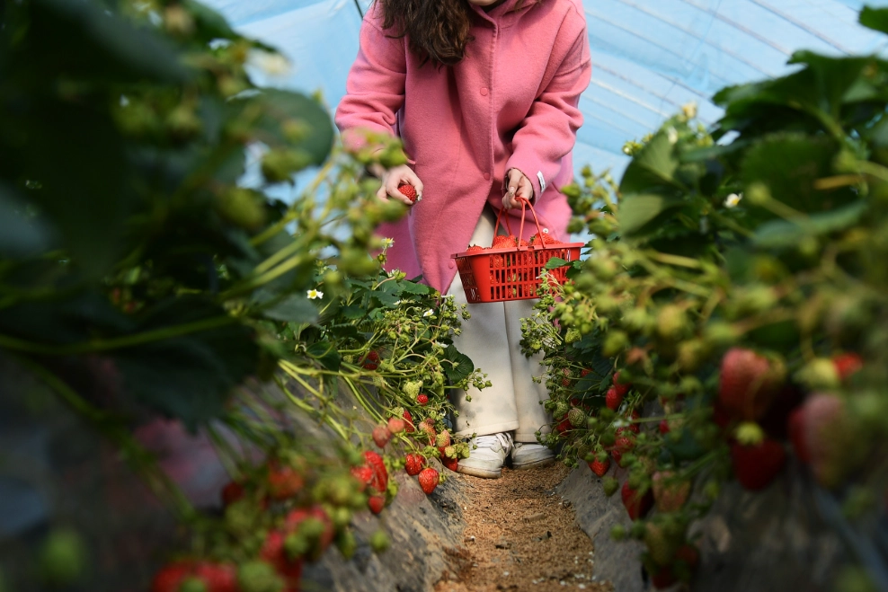 內灣採草莓 交通 內灣採草莓 交通