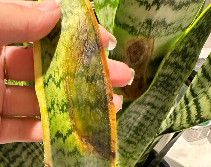 植物真菌病害防治