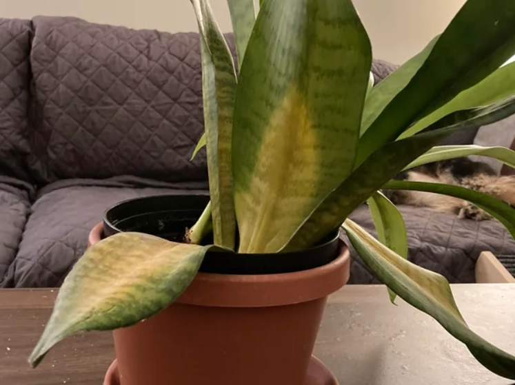 虎尾蘭葉子下垂