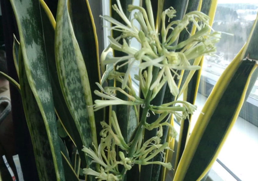 虎尾蘭開花照顧