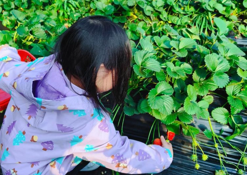 內湖草莓園推薦