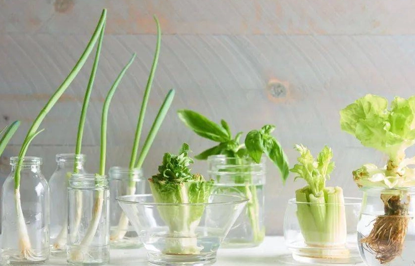 水培蔬菜 健康 水培蔬菜 健康