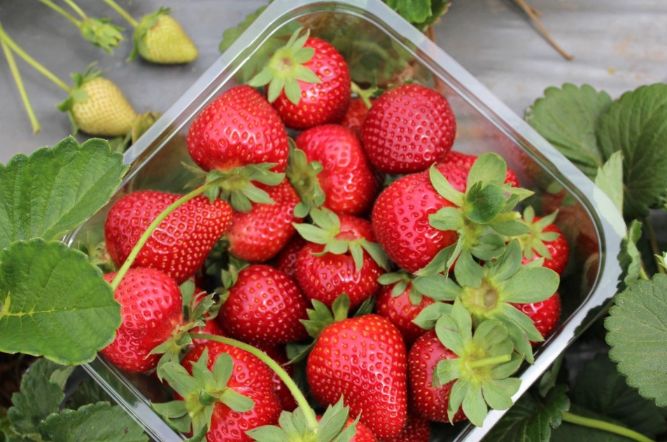 草莓品種介紹