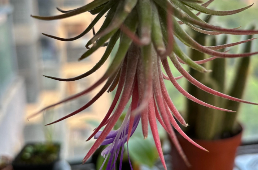 空氣鳳梨開花照顧