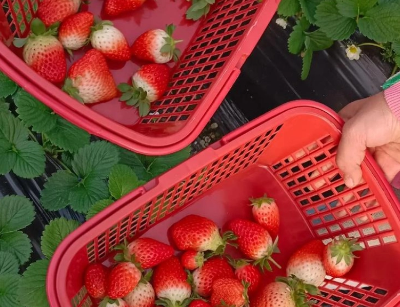 草莓園推薦