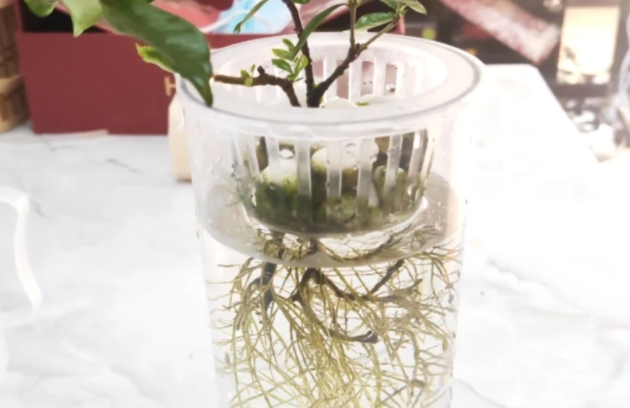 水培營養液配方