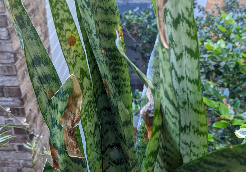 虎尾蘭葉斑病原因