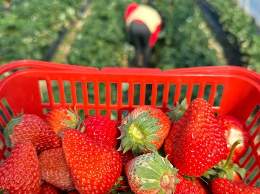 新竹採草莓