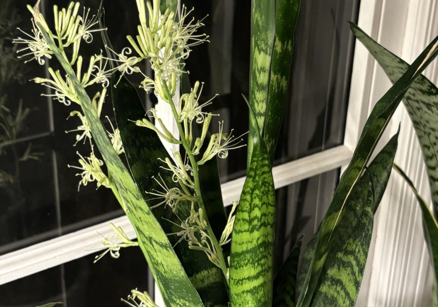 虎尾蘭開花徵兆