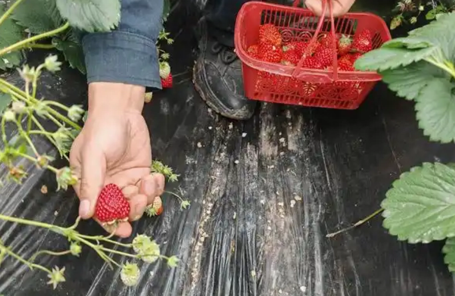 內湖採草莓