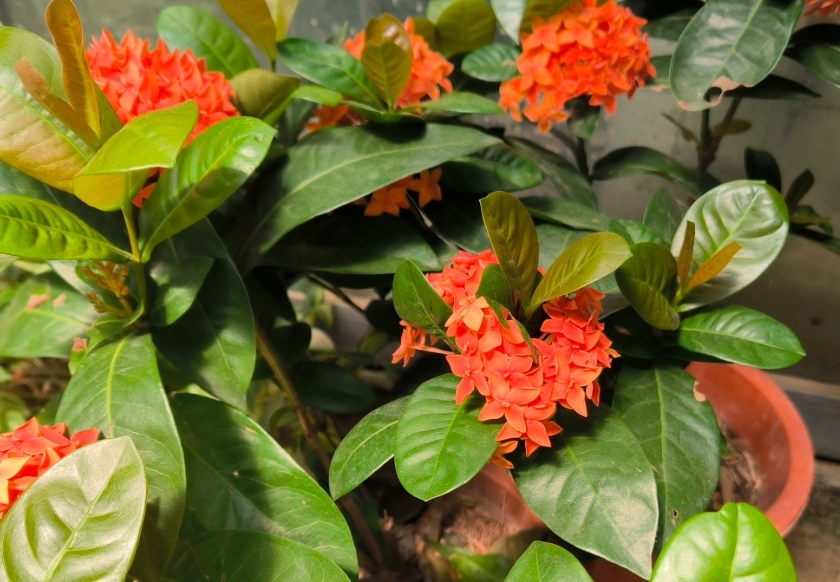 越南植物種類 越南植物種類