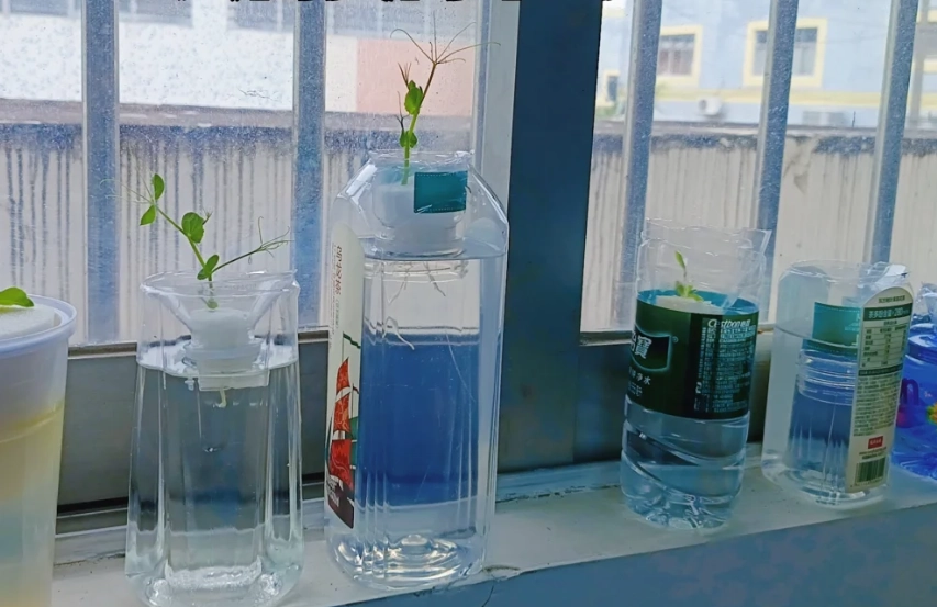 水培營養液配方