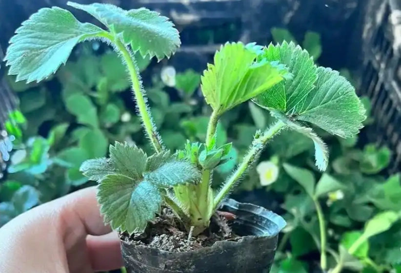 草莓苗種植技巧