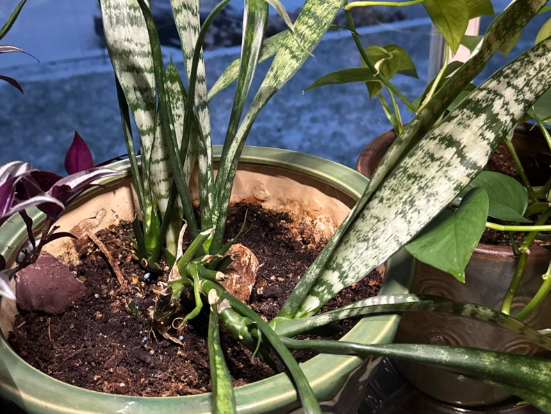 室內植物澆水技巧