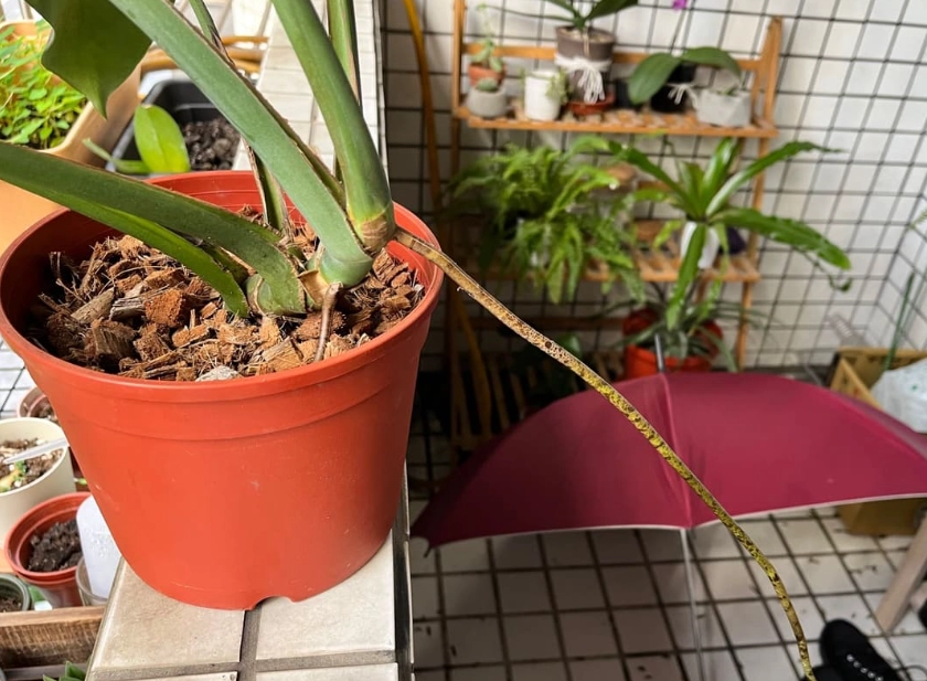 龜背芋 氣根 修剪