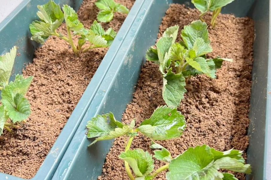 關西草莓苗哪裡買