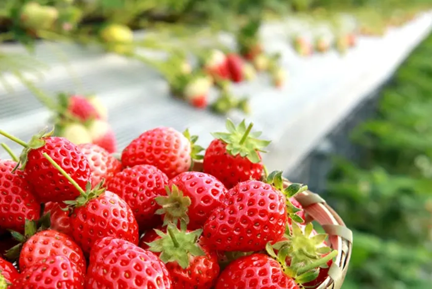 關西竹林草莓園門票