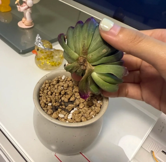 多肉植物沒有根