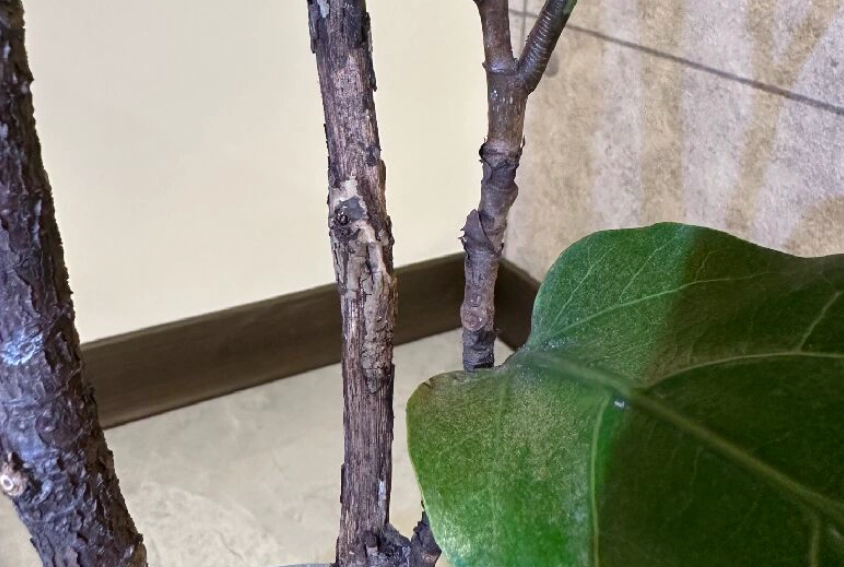 琴葉榕木質化原因