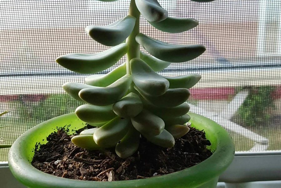 石蓮花徒長處理