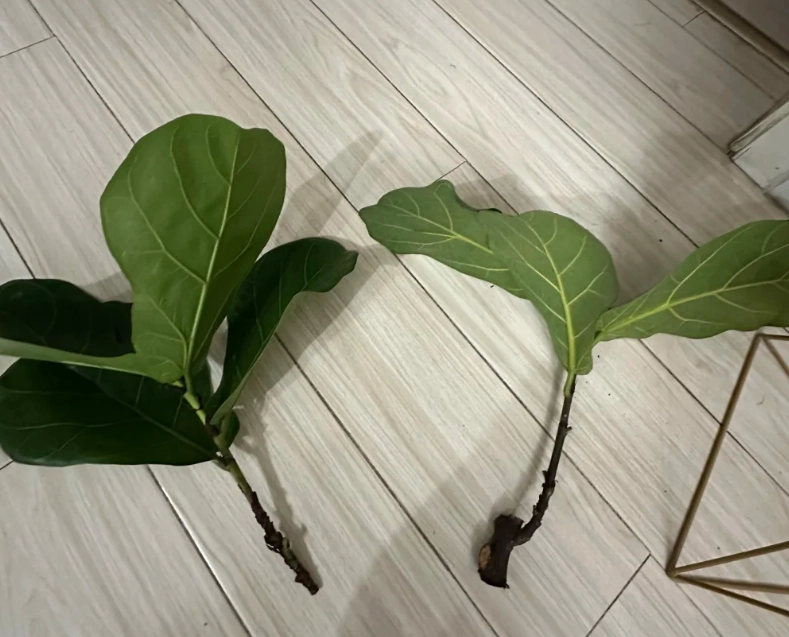 琴葉榕修剪方法