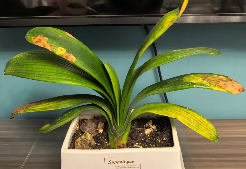 蘭花葉子變黃
