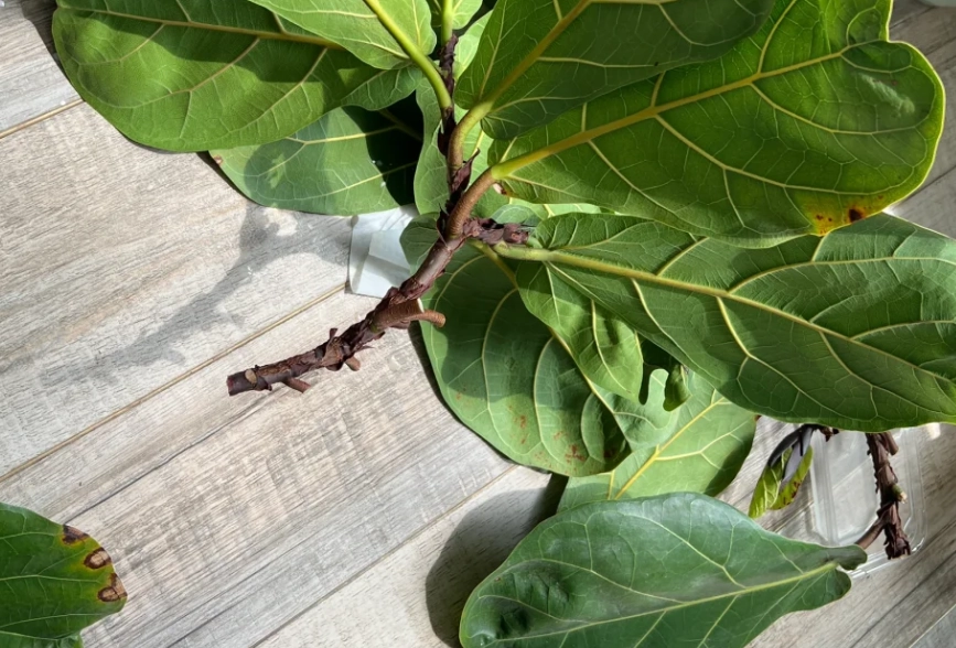 琴葉榕怎麼剪枝