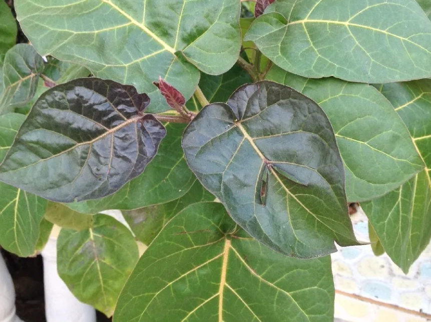 海葡萄葉子捲曲處理