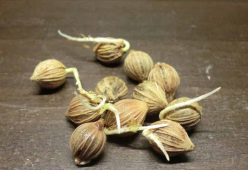 海葡萄種子種植