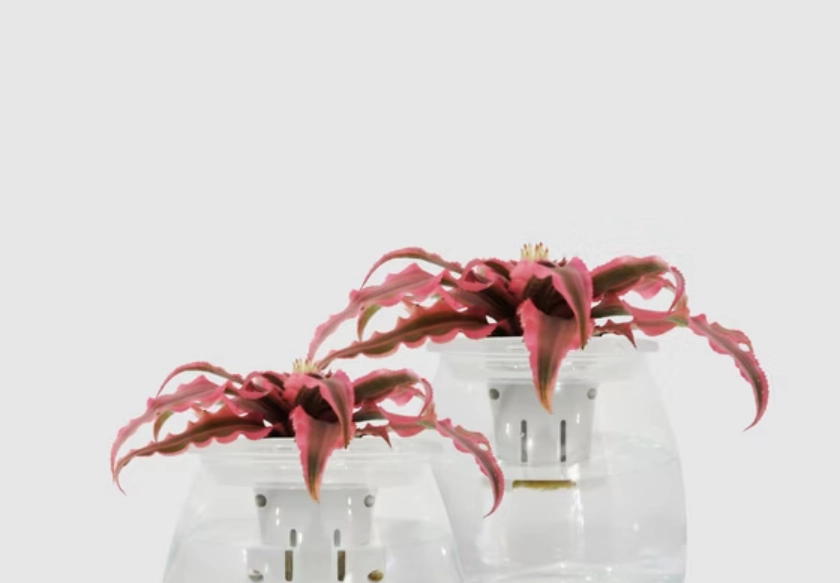 室內水耕植物 室內水耕植物