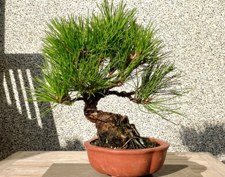 松樹盆景造型