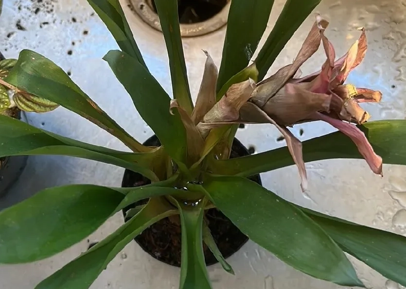 鳳梨花 葉子 枯黃 鳳梨花 葉子 枯黃