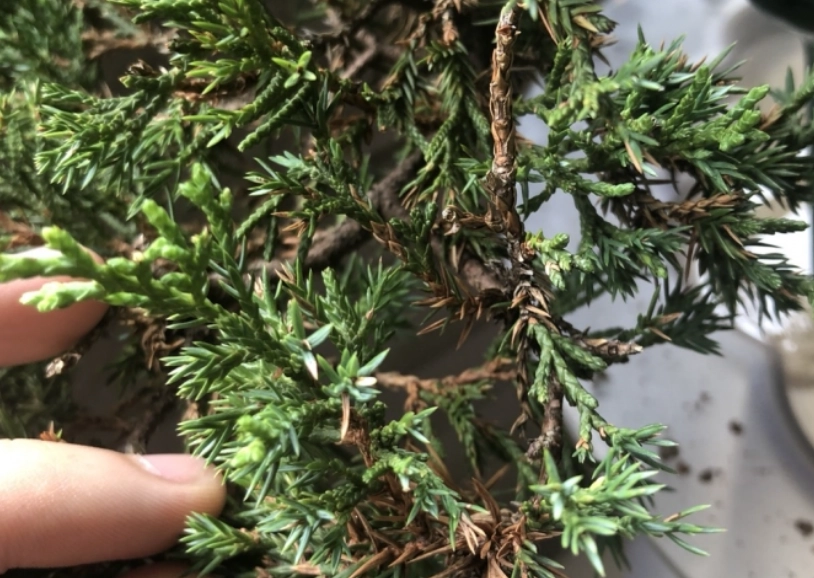 真柏光照不足處理