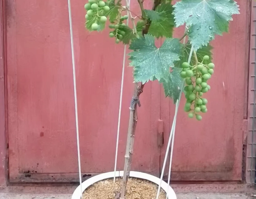 葡萄樹盆栽種植