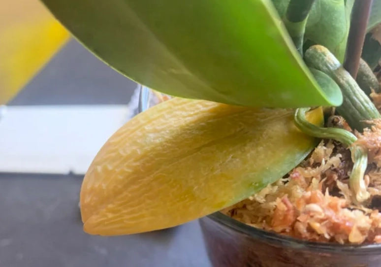 蝴蝶蘭黃葉病原因