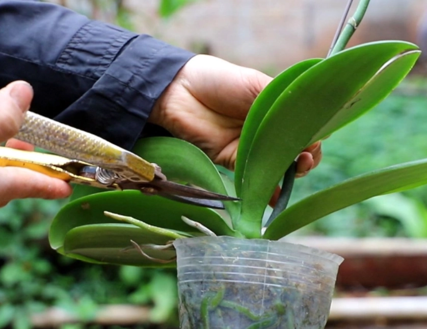 蘭花葉子修剪時機