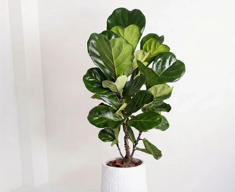 琴葉榕木質化處理