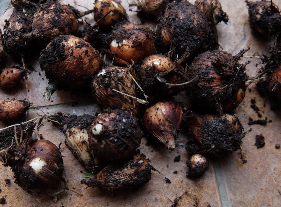 小蒼蘭種子哪裡買