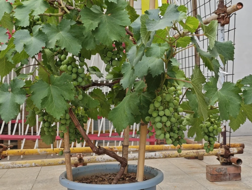 葡萄樹盆栽品種