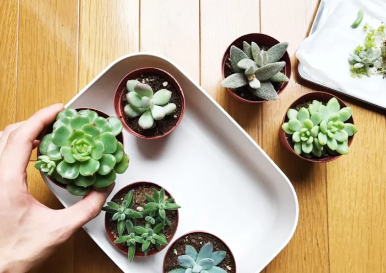 多肉植物養護