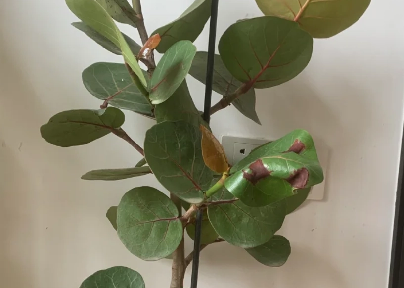 海葡萄葉子捲曲原因