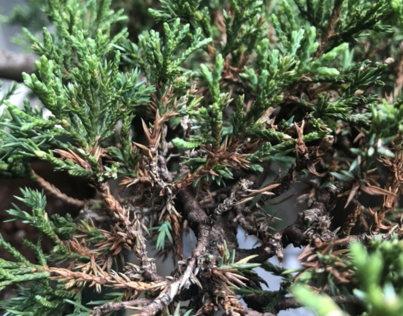 真柏養護日照需求