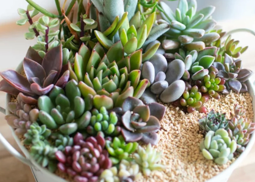 多肉植物種類