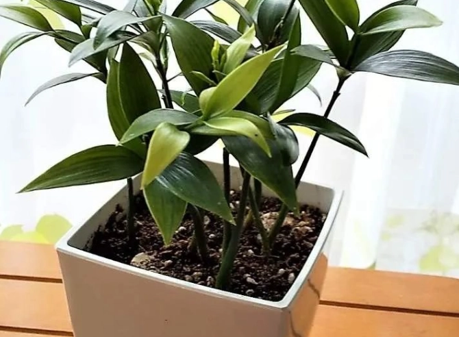 竹柏盆栽病蟲害